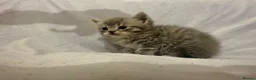 Mixed Breed cats for sale: Persian and Exotic Persian cross kittens - Advert 9