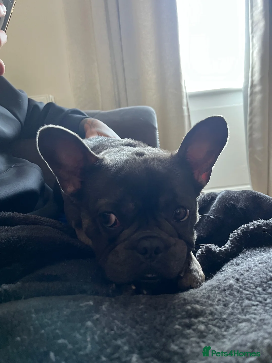French Bulldog dogs for sale: Dora French Bulldog in Lanark - Advert 4