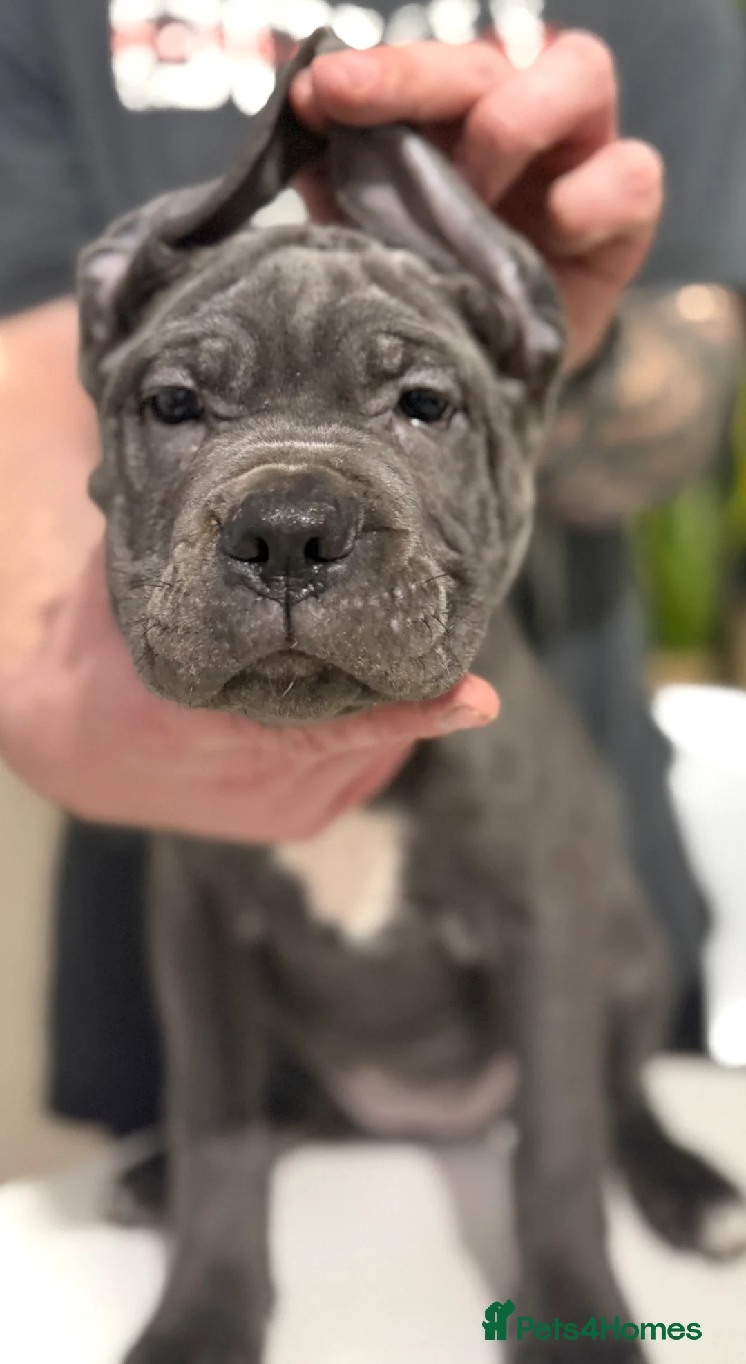 Cane Corso dogs for sale: Ready now🦭FemaleCaneCorso PuppiesTake Home Today! - Advert 1