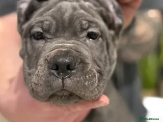 Cane Corso dogs Ready now🦭FemaleCaneCorso PuppiesTake Home Today! - Advert 12