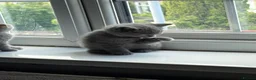 British Shorthair cats for sale: Pure British shorthair kittens - Advert 11