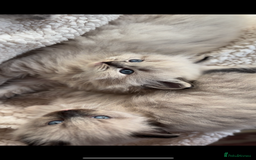 Ragdoll cats for sale: 🌟TICA🌟Champion Ragdoll🏆🏆🏆 - Image 9