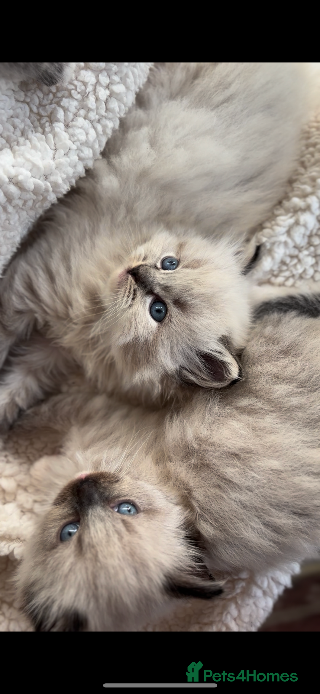 Ragdoll cats for sale: 🌟TICA🌟Champion Ragdoll🏆🏆🏆 - Image 9