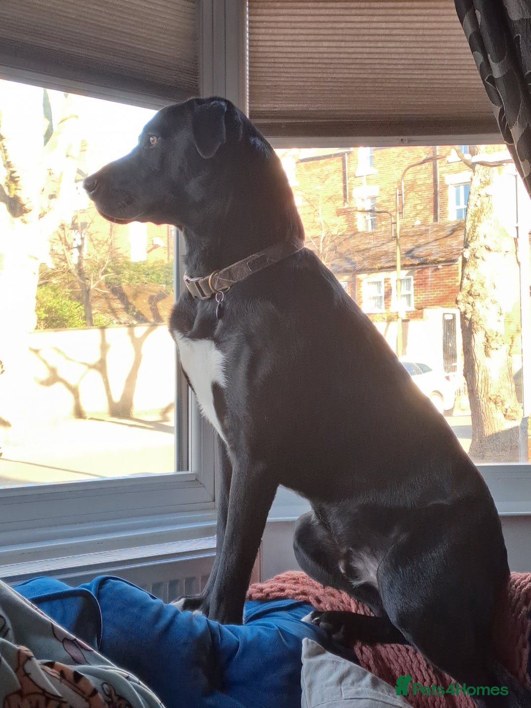 Mixed Breed dogs for sale: Dog nearly 2 needs new home - Image 4