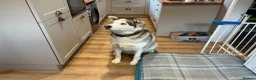 Siberian Husky dogs for sale: Ford the 3 year old husky - Advert 4