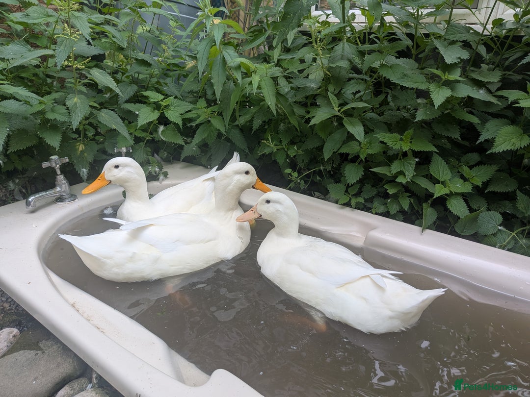Ducks poultry for sale: Point of Lay Cherry Valley Ducks For Sale - Image 6