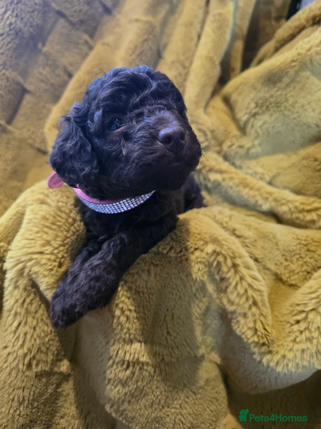 Cockapoo dogs for sale: Beautiful True Teddy Face Curly Cockapoo Puppies - Advert 2