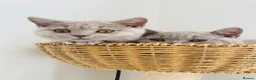 British Shorthair cats for sale: GCCF -SPECTACULAR  -British Shorthair kittens  - Advert 15