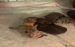 Cockapoo dogs for sale: Cockapoo puppies - Image 27