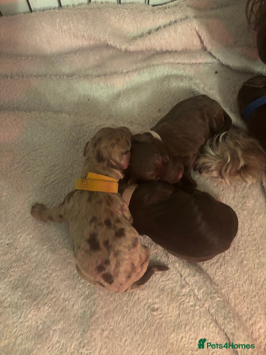 Cockapoo dogs for sale: Cockapoo puppies - Image 27