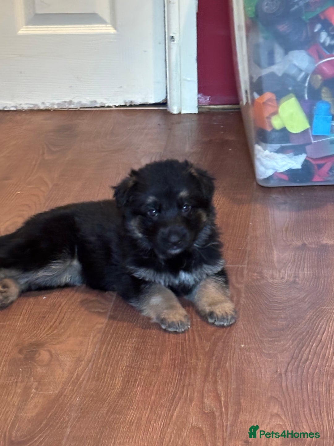 German Shepherd dogs for sale: German Shepherd puppies - Advert 28