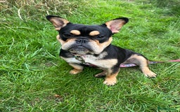 Mixed Breed dogs for sale: Koda the French/English bulldog cross - Image 3