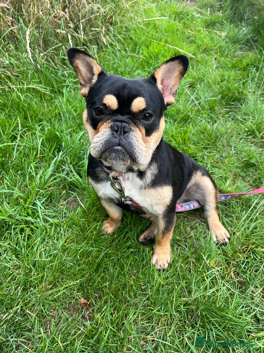 Mixed Breed dogs for sale: Koda the French/English bulldog cross - Image 3