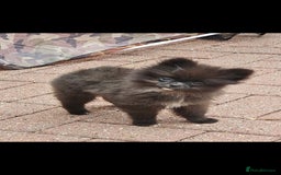 Pomeranian dogs for sale: Pomeranian Girls For Sale  - Image 2
