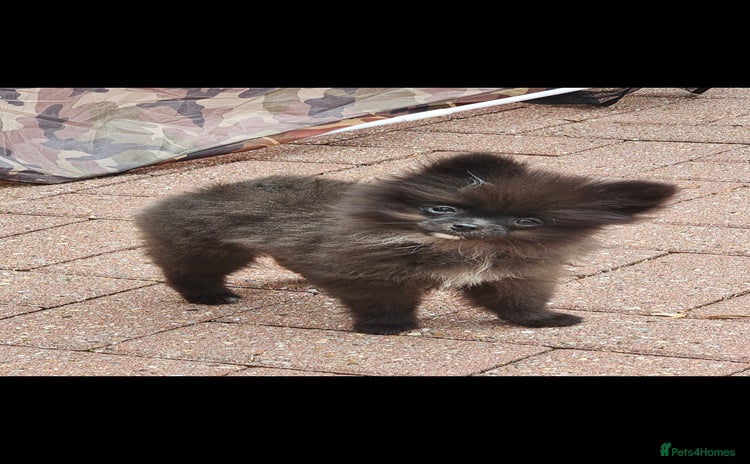 Pomeranian dogs - Advert 2