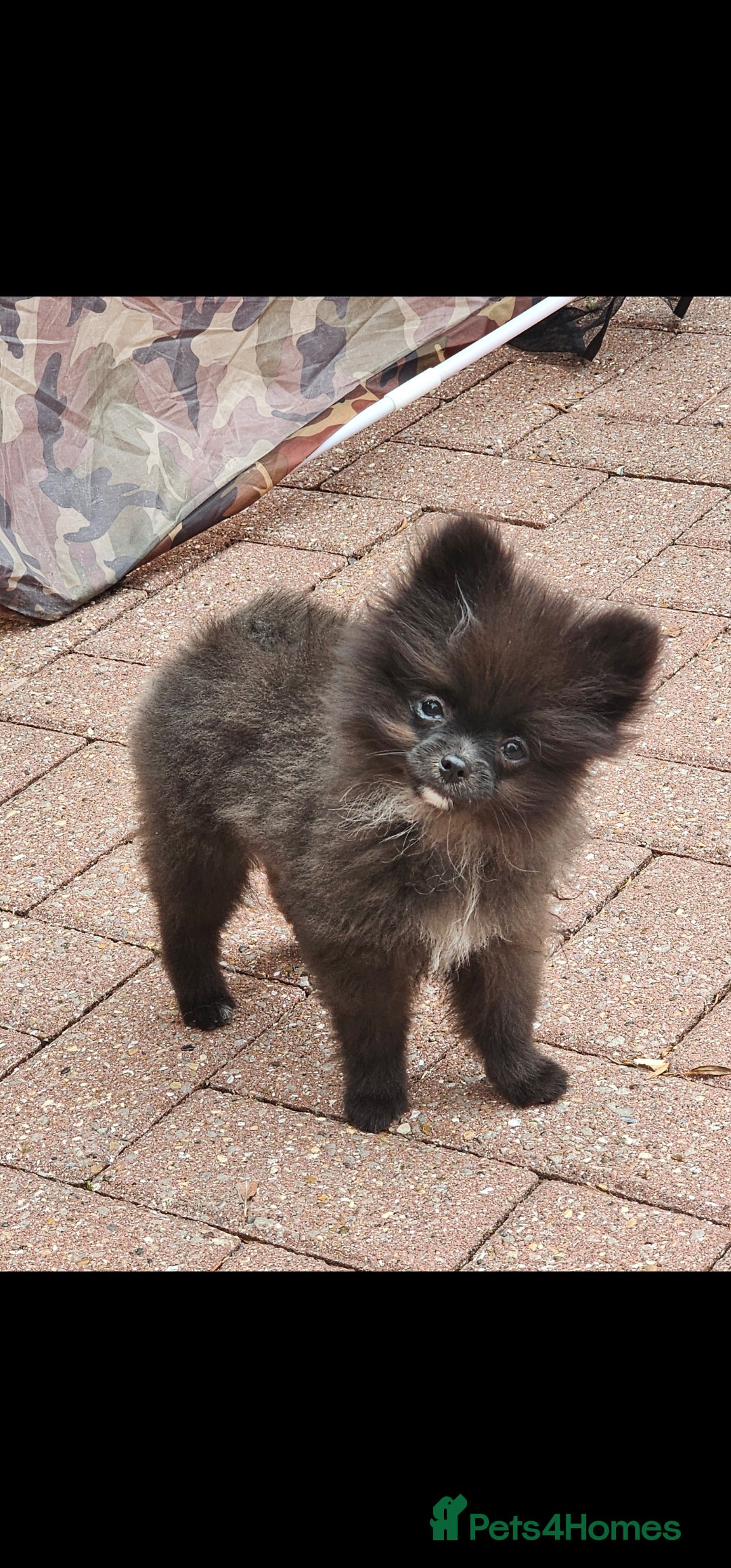 Pomeranian dogs for sale: Pomeranian Girls For Sale  - Image 2