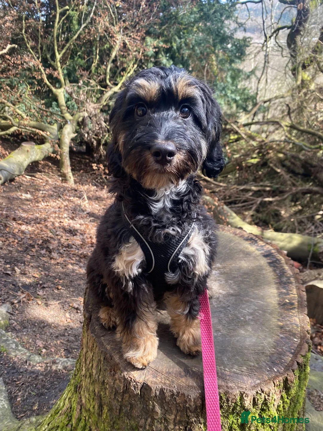 Cockapoo dogs for sale: Gorgeous Brandy  - Advert 1