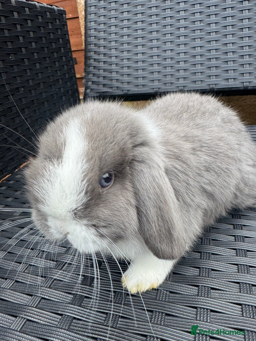 Mini Lop rabbits for sale: Pure mini lops  - Advert 11