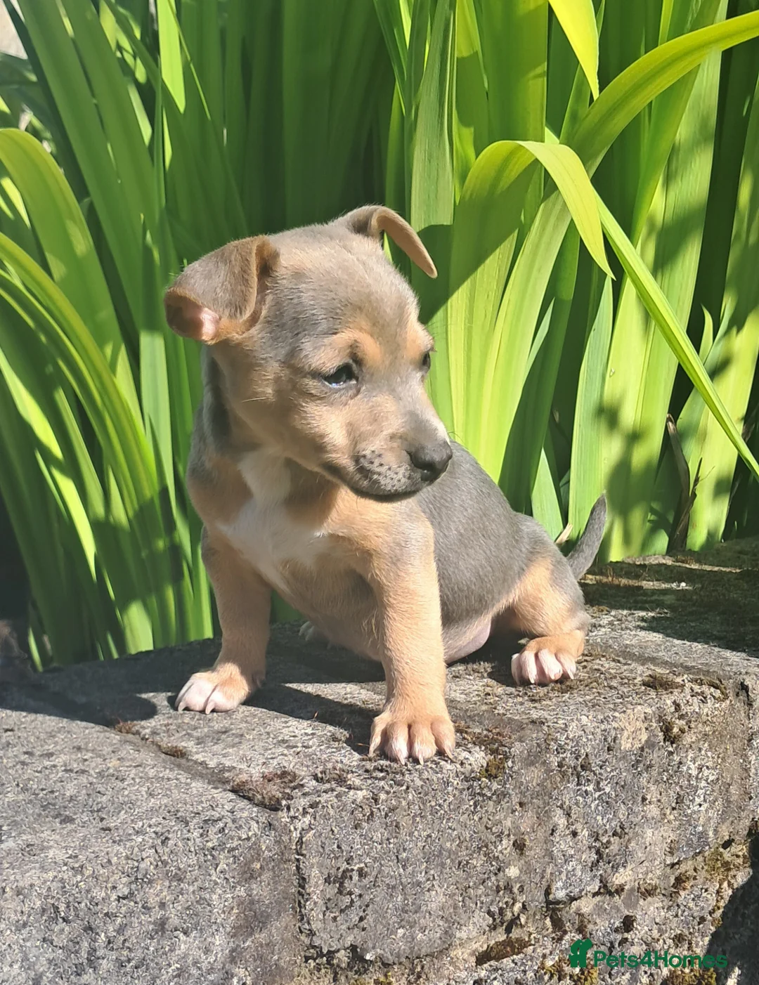 Jack Russell dogs for sale: 6 jack Russell puppy  - Advert 1
