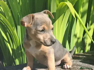 Jack Russell dogs 6 jack Russell puppy - Advert 11