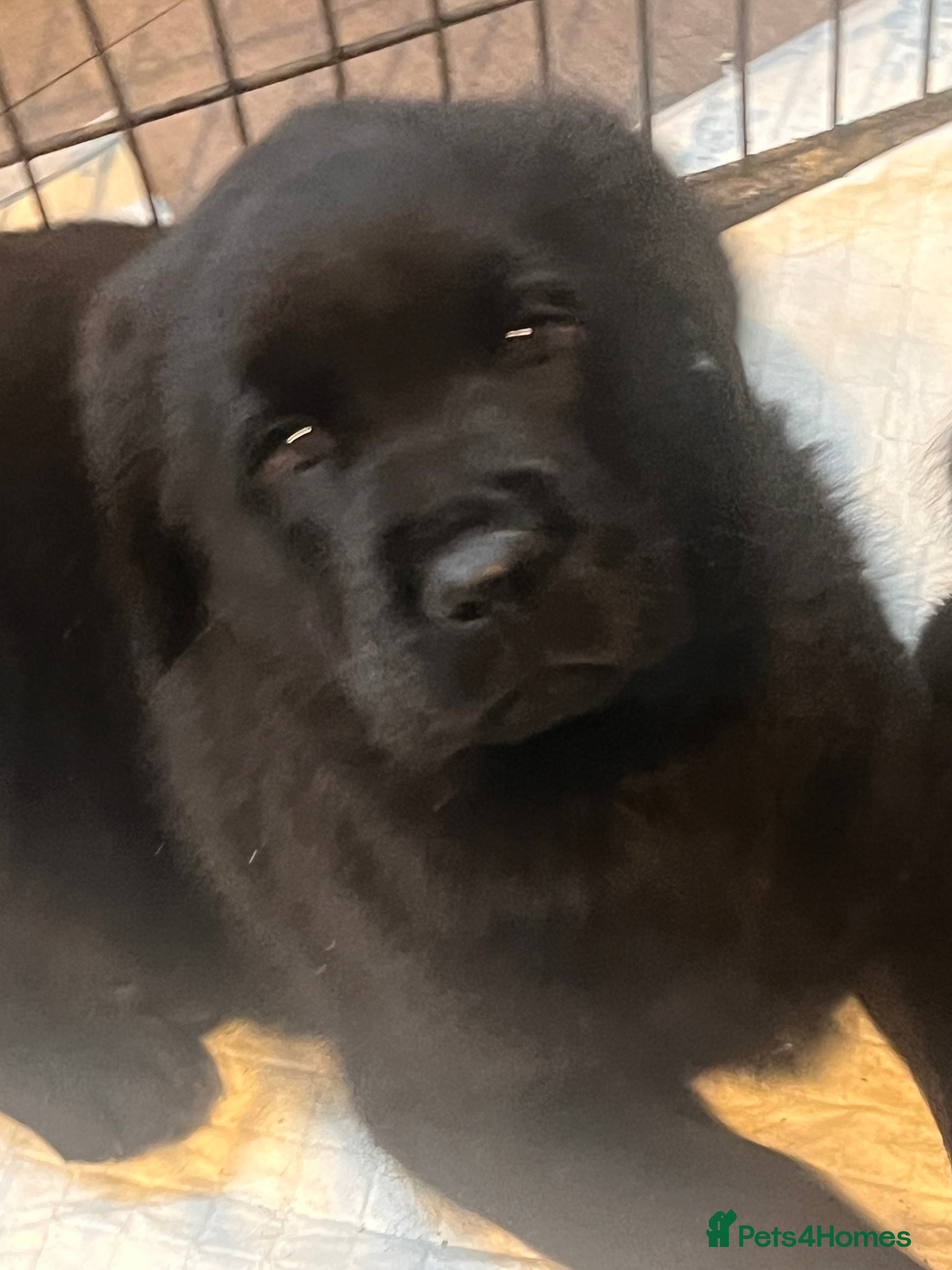 Mixed Breed dogs Rottie x golden retriever  - Advert 9