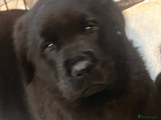 Mixed Breed dogs Rottie x golden retriever - Advert 9