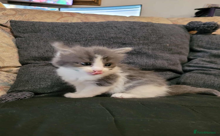 Maine Coon cats - Advert 1