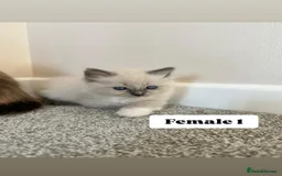 Ragdoll cats for sale: Purebred Ragdoll Kittens Looking for Forever Homes - Image 1