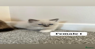 Ragdoll cats - Advert 8