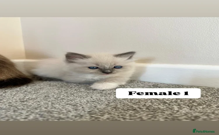 Ragdoll cats for sale - Advert 1