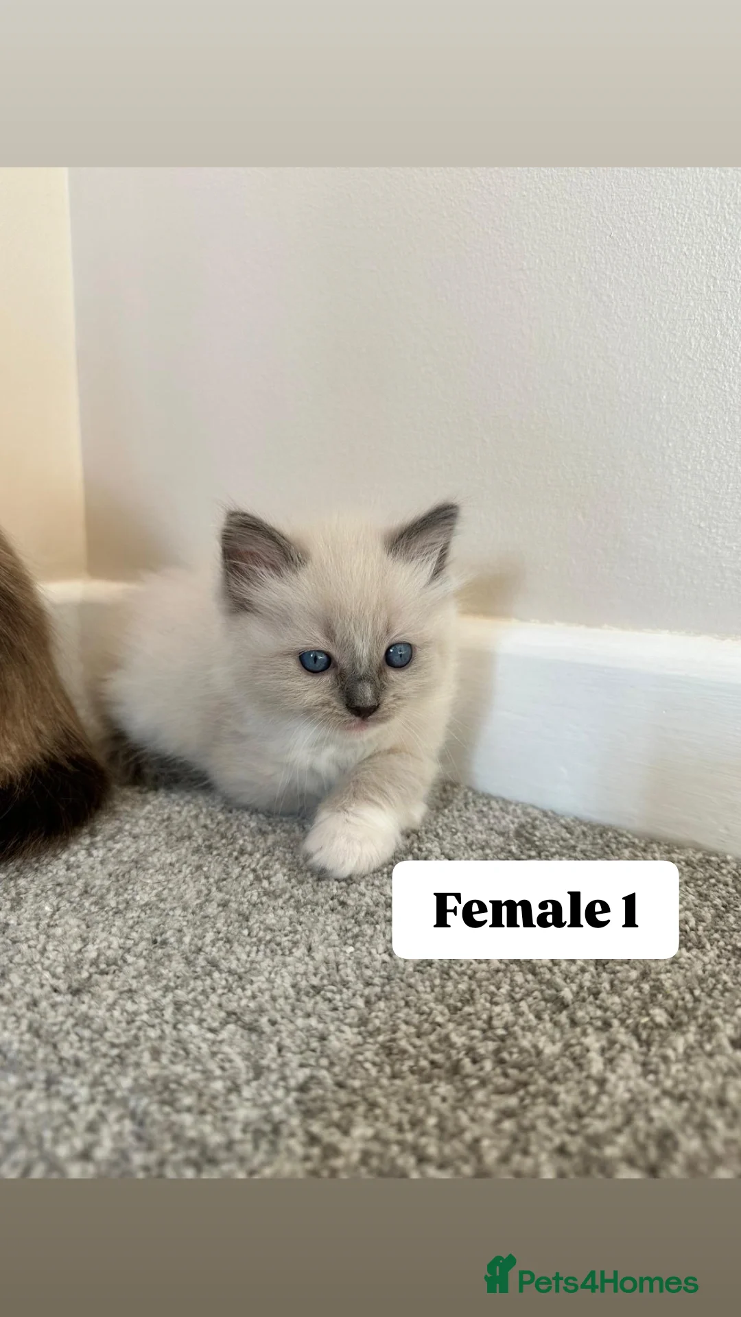 Ragdoll cats for sale: Purebred Ragdoll Kittens Looking for Forever Homes - Image 1