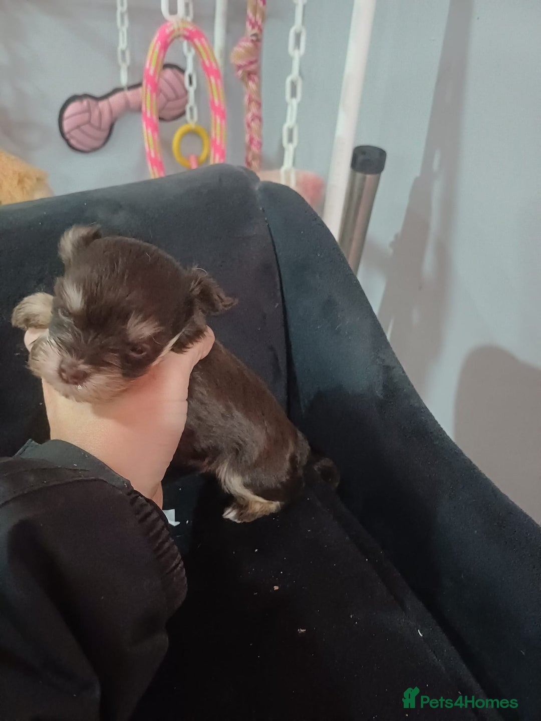 Miniature Schnauzer dogs for sale: Two beautiful girls  - Advert 7