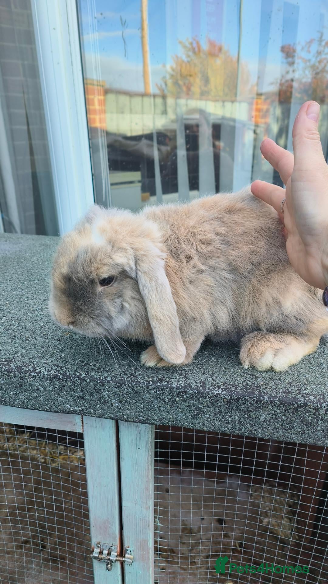Mini Lop rabbits for sale: female harley - Advert 20