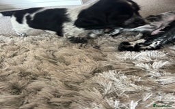 Cocker Spaniel dogs for sale: Blue roan cocker spaniels ready 17th September - Image 36