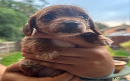 Jackapoo dogs for sale: Jackapoos puppies - Image 4