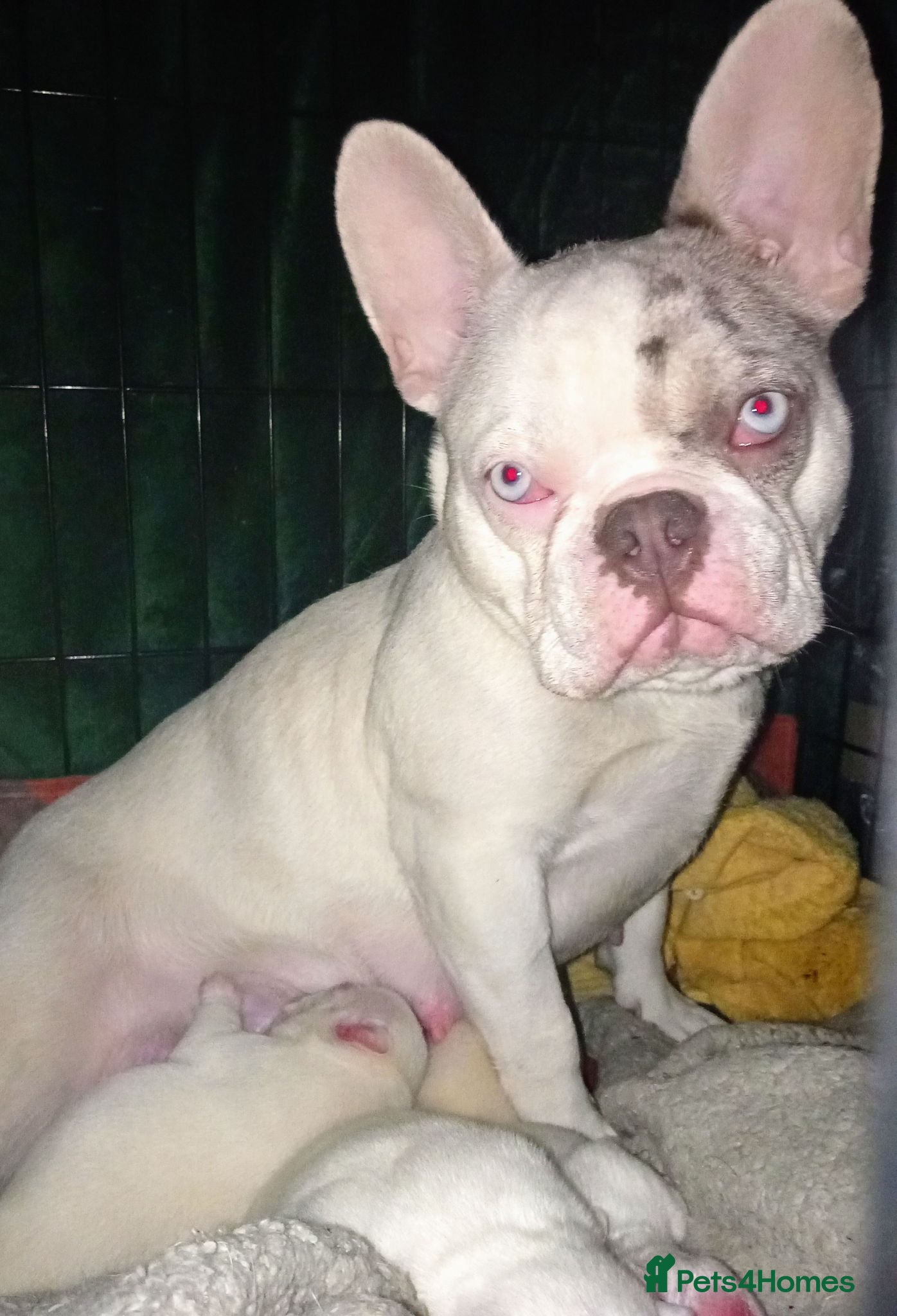 French Bulldog dogs Beautiful French Bulldog Babies - Advert 14