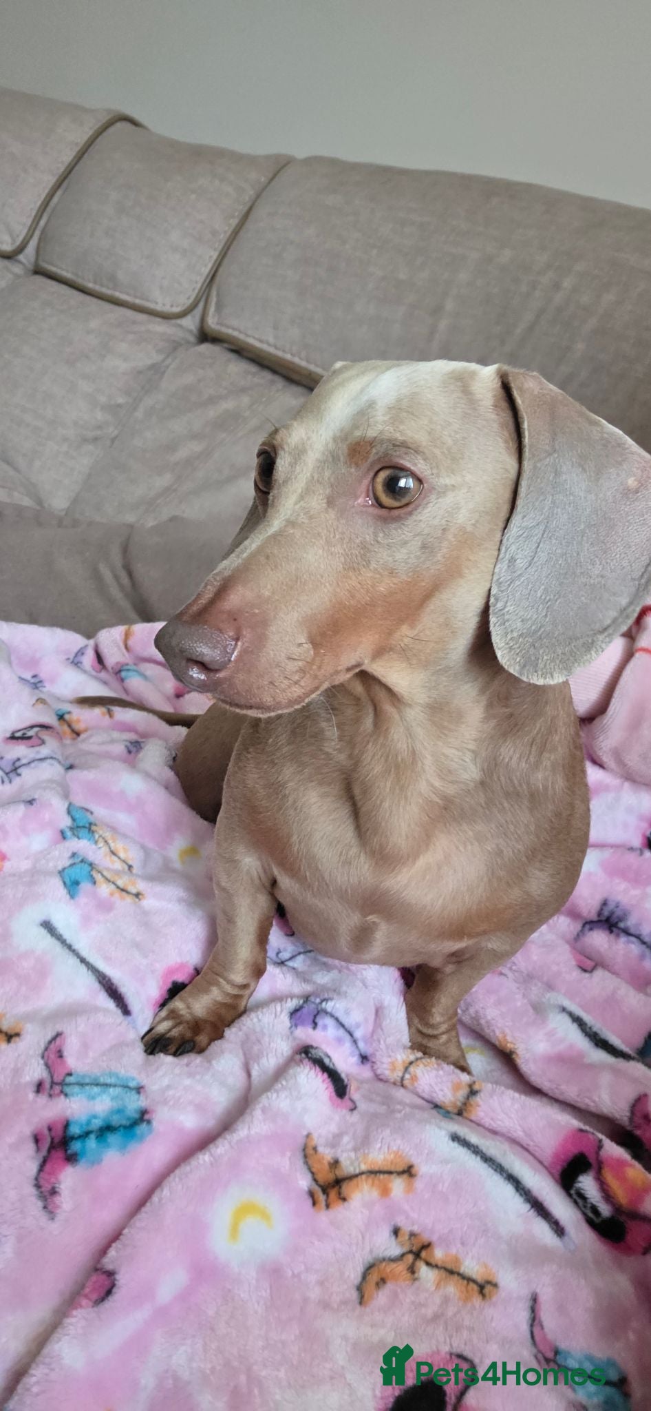 Miniature Dachshund dogs 4 YEAR OLD MINITURE DACHSHUND  - Advert 2
