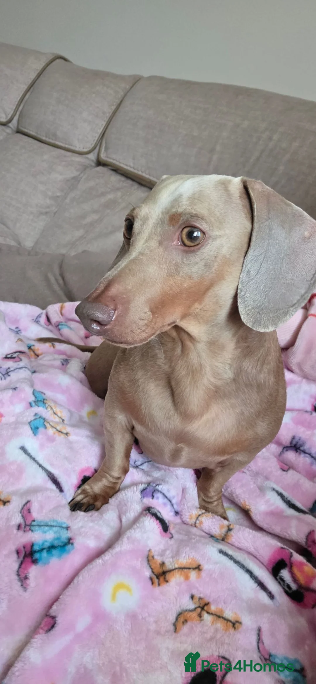 Miniature Dachshund dogs for sale: 4 YEAR OLD MINITURE DACHSHUND  - Advert 1