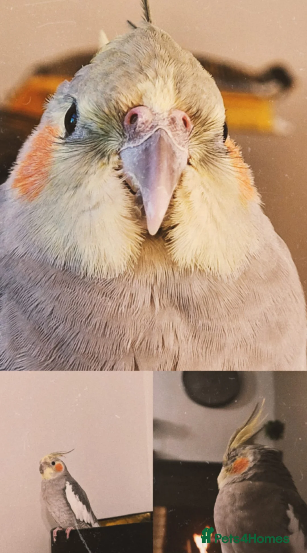 Cockatiels birds for sale: Gorgeous Bleu for Sale  - Advert 1