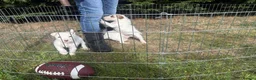 Parson Russell dogs for sale: Quality bred parson terrier pups  - Advert 5
