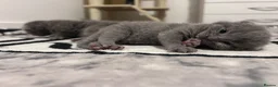 British Shorthair cats for sale: British shorthair-blue kittens  - Advert 2