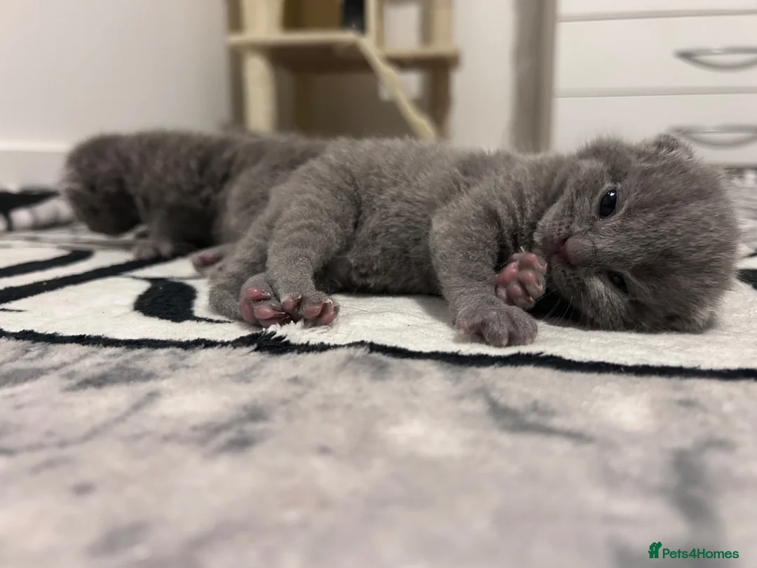 British Shorthair cats for sale: British shorthair-blue kittens  - Advert 2