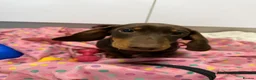 Dachshund dogs for sale: Dachshund puppy for sale - Advert 4
