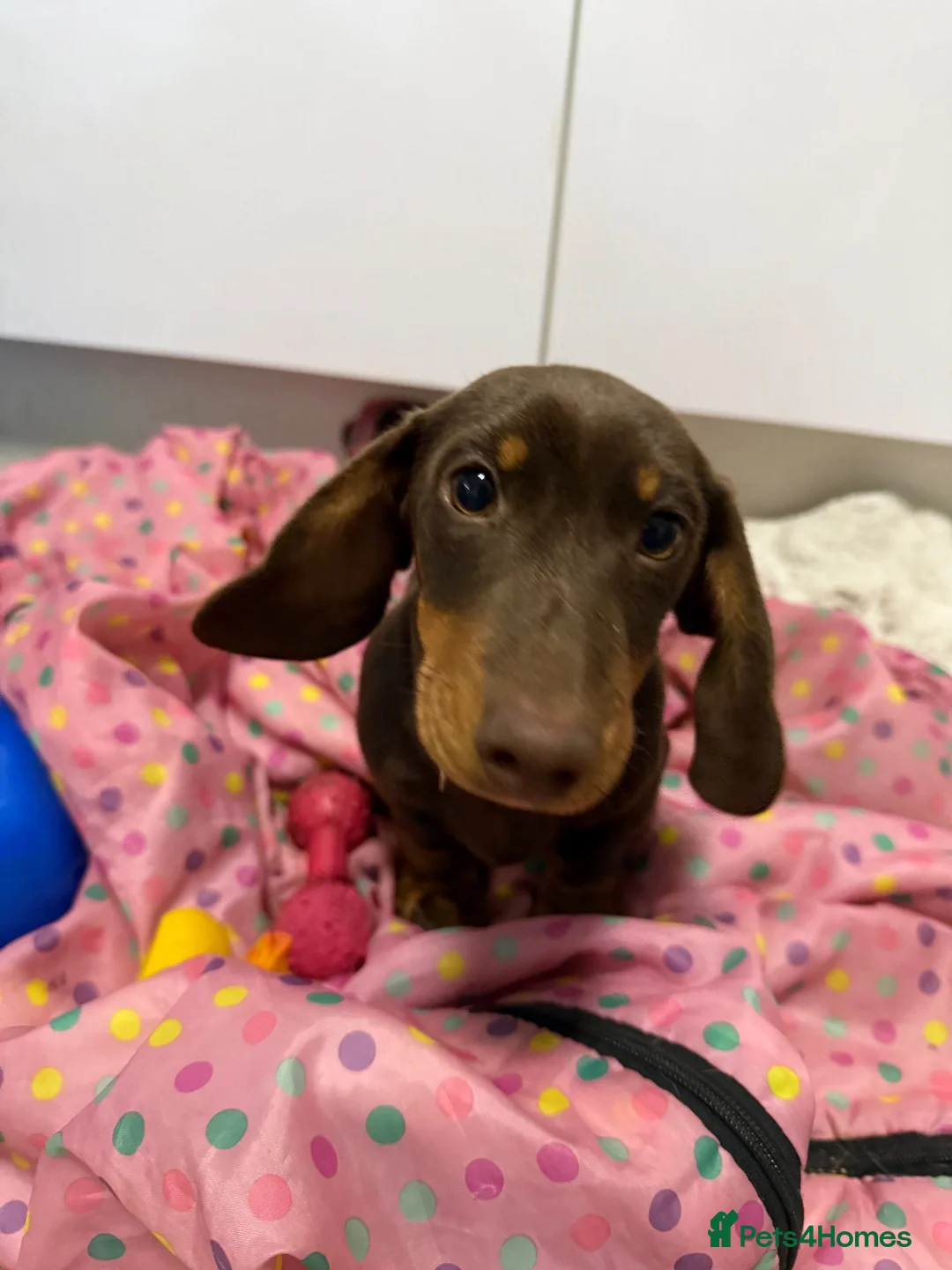 Dachshund dogs for sale: Dachshund puppy for sale - Advert 4
