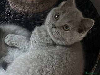 British Shorthair cats Gorgeous health tested British Blue shorthair - Advert 17