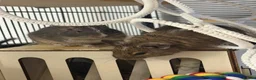 Degus rodents for sale: Two stunning male degus (ochre and slate)  - Advert 1