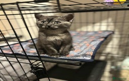 British Shorthair cats for sale: British Short Hair X Kittens - Image 5