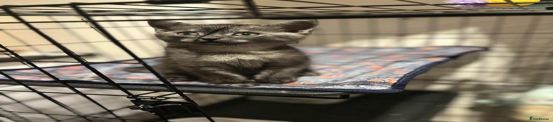 British Shorthair X Kitten 2