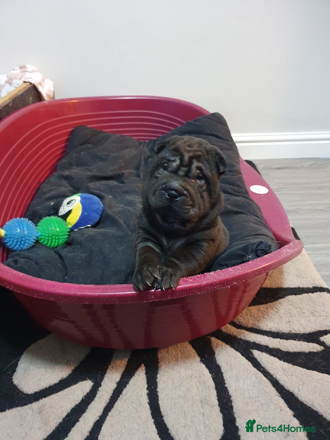 Shar Pei dogs for sale: Stunning KC Registered Shar Pei puppies - Advert 29