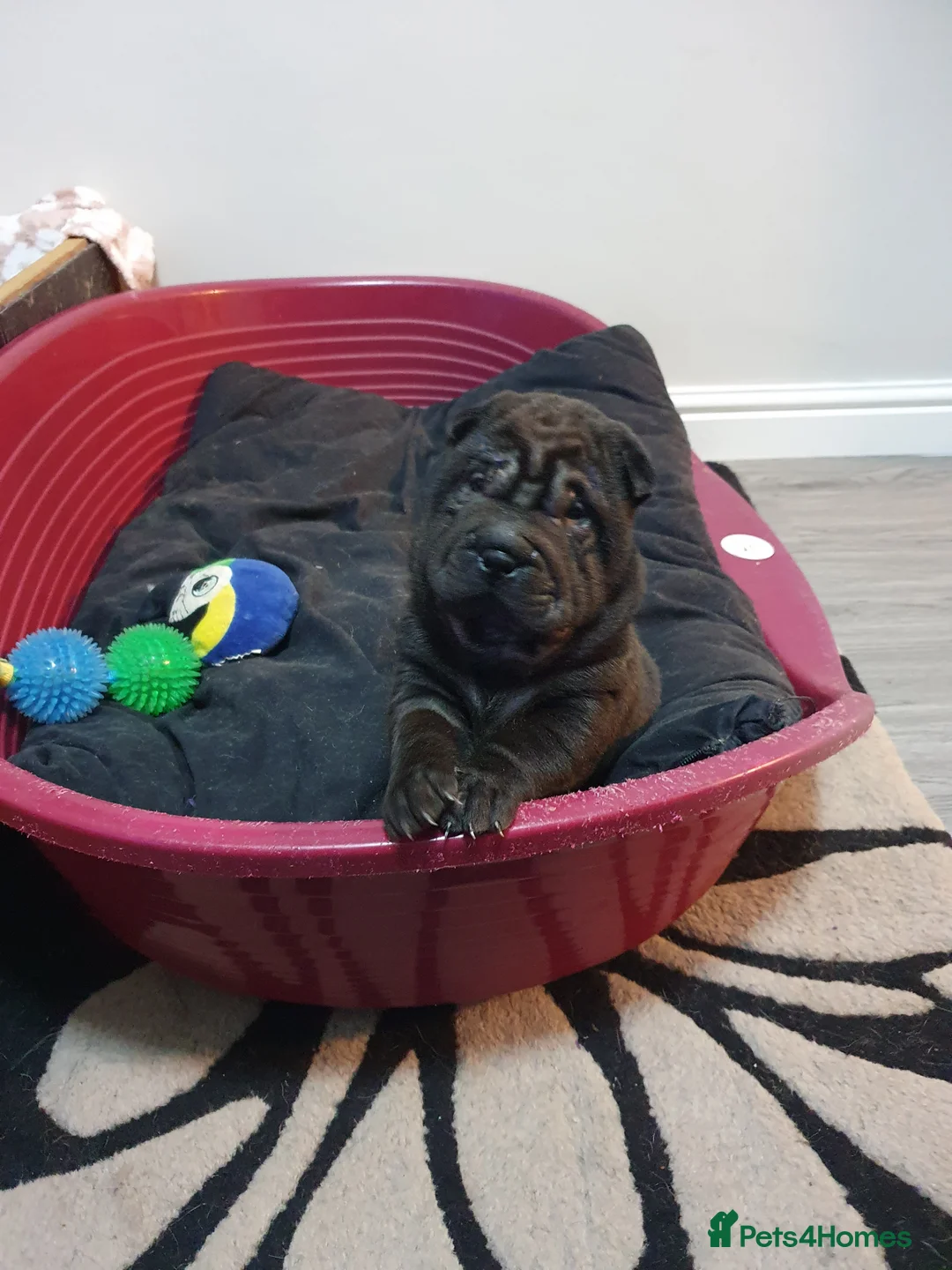 Shar Pei dogs for sale: Stunning KC Registered Shar Pei puppies - Advert 25